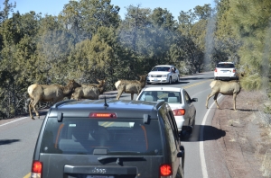 We're still debating what those jaywalkers are. My vote goes for elk. (Annie Li)