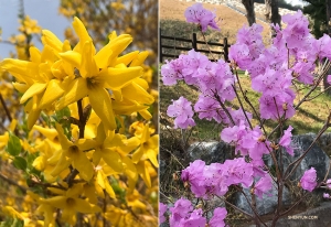 Bright yellow forsythias and pretty pink azaleas are also in full bloom! (Photos by Vina Lee)
